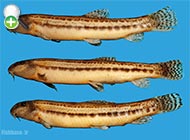 رفتگرماهی ابن سینا