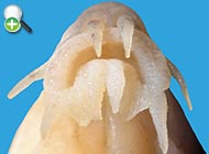 رفتگرماهی ابن سینا