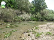 رفتگرماهی ابن سینا