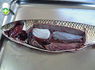 ماهی کپور علفخوار