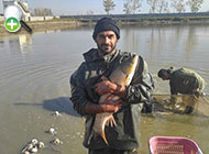 ماهی کپور علفخوار
