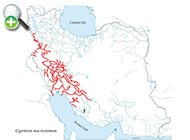 ماهی بوتک دهان‌بزرگ 