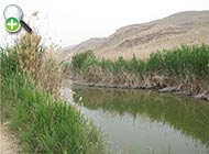 گورماهی فارسی