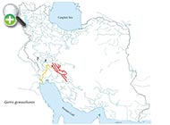 پراکنش ماهی گل‌چراغ شکم‌برهنه 