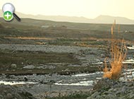 ماهی گل‌چراغ شکم‌برهنه