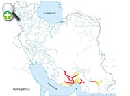 پراکنش ماهی گل‌چراغ پارسی 