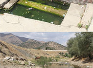 ماهی سنگ‌لیس رضایی