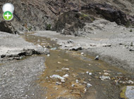 ماهی گل‌چراغ مکران