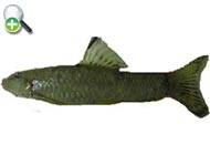 ماهی انجرک