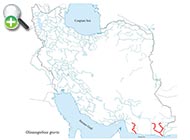 گاوماهی چشم‌نواری