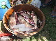ماهی کپور سرگنده