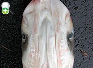 ماهی کپور سرگنده