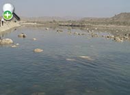 ماهی سیکلید پارسی