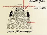 ماهی کفال پوزه باریک