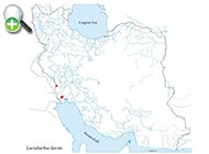 ماهی برزم پهن