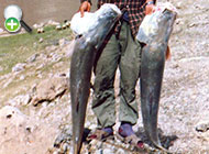 ماهی سونگ رودخانه سیمره