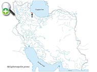 ماهی بنی