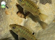 ماهی تیلاپیای موزامبیک