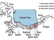 لوچ تاجدار ابریشمچیان