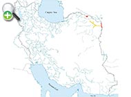 لوچ تاجدار شرقی