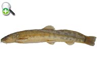 لوچ تاجدار سیستان