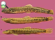 لوچ تاجدار سیستان