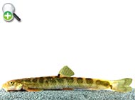 سگ‌ماهی عبدلی