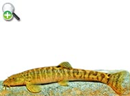 سگ‌ماهی کسلر