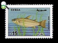 ماهی بیاح