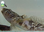 گاوماهی مرمری