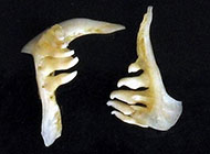 دندان حلقی ماهی کلمه