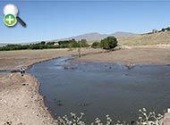 رفتگرماهی طلایی