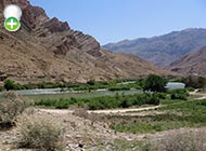 سگ ماهی قفقازی