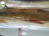 ماهی گرگک