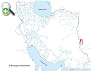 ماهی گرگک