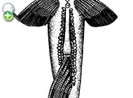 ماهی کپور برفی