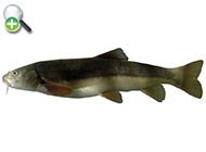 ماهی خواجو