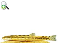 ماهی لوچ کوتوله حافظ