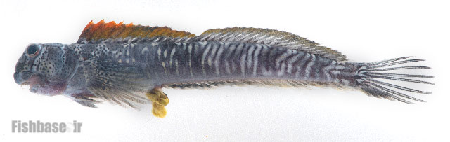 گونه بلنی جهنده