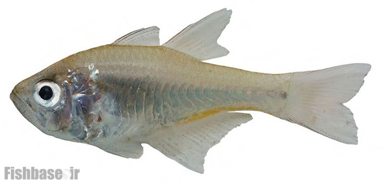 ماهی کاردینال گون