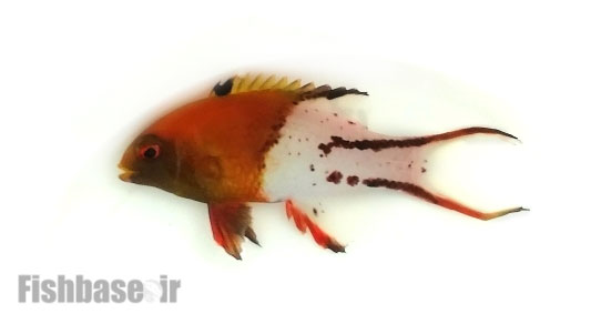 ماهی خوک‌پوزه دم‌چنگی