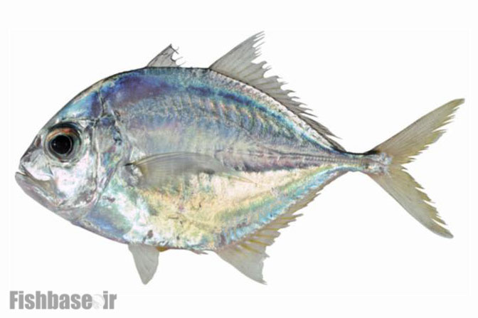 گیش خال سفید