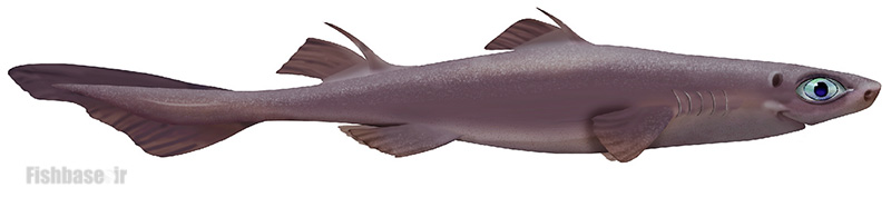 سگ‌ماهی آراسته