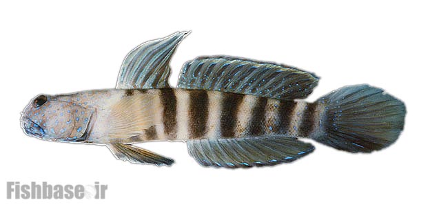 گاوماهی میگویی لوتر