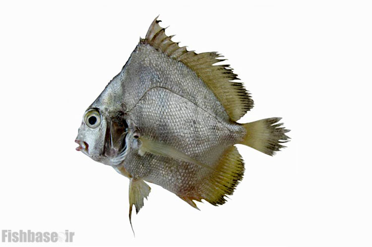 عروس ماهی نواری