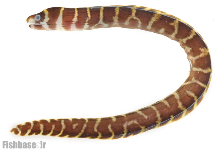 مارماهی مخطط