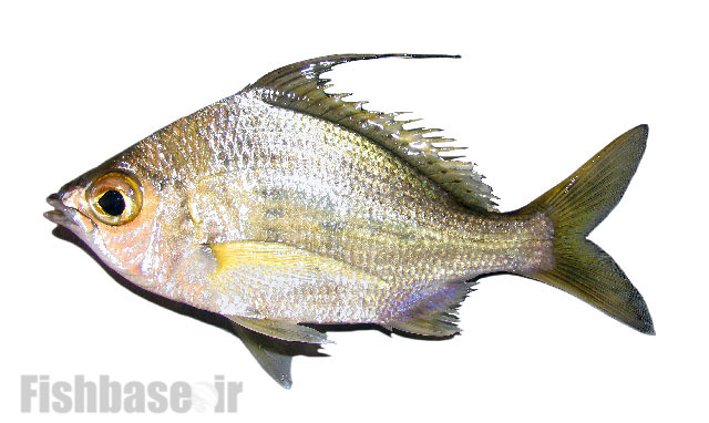 چغوک بی‌خط