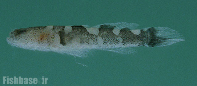 گاوماهی کنتالن