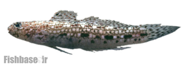 گاوماهی مزیّن