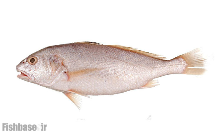 شوریده سین